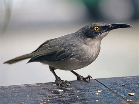 gray trembler ebird