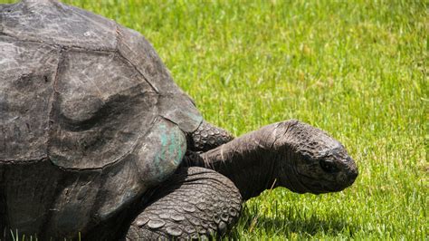 The Fascinating Sex Life Of Jonathan The 185 Year Old Giant Tortoise