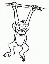Monkey Hanging Tree Coloring Drawing Template Clipart Pages Easy Outline Cartoon Realistic Printable Cliparts Monkeys Jungle Cute Clip Print Hang sketch template