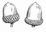 Acorn Drawing Coloring Acorns Pages Clipart Tattoo Illustration sketch template