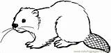 Beaver Beavers Biber Malen Schritt Tiere Bieber Janosch Schilder sketch template