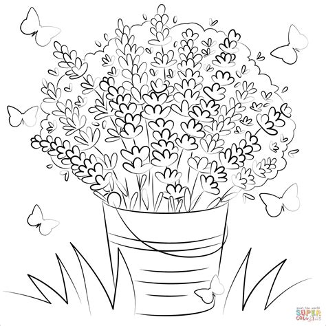 draw lavender flower coloring pages fosil gif