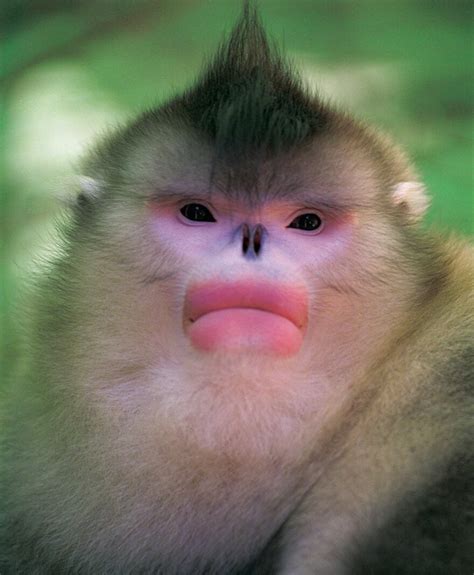 nature mystery monkeys  shangri la kpbs public media