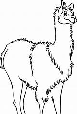 Llama Drawing Coloring Outline Pages Clip Print Clipart Cliparts Color Clipartbest Animal Alpaca Getdrawings Library sketch template