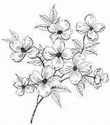 Dogwood sketch template