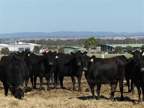 48 Angus Cows Listing Cattlesales