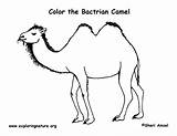 Camel Coloring Bactrian Camels Pages Cartoon Printable Color Kids Template Clipart Cliparts Printing Animal Desert Library Arabian Exploringnature sketch template