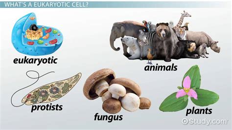 eukaryotic cells definition lesson  kids video lesson