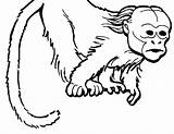 Coloring Monkey Howler Getcolorings Tamarin Emperor sketch template