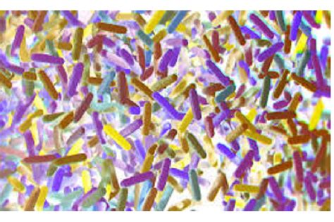 Sexual Behavior May Influence Gut Microbiome Innovision Education