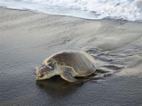 olive ridley lepidochelys olivacea species critically endangered
