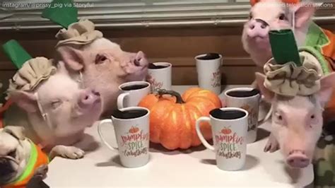 pigs pug  pumpkin themed party   autumn abc chicago