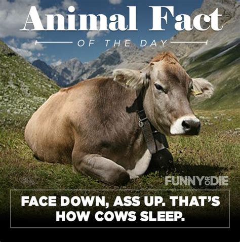 funny animal facts     pee