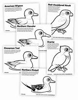 Coloring Pintail Birdorable sketch template