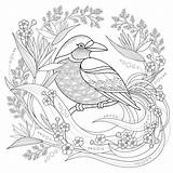 Graceful Colorear Exquisite Aves Pajaros sketch template