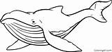 Whale Humpback Whales sketch template