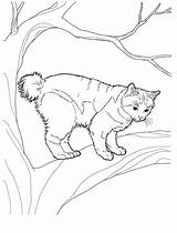 Pages Coloring Cat Cats Colouring Adults Animal Teens Manx Printable sketch template