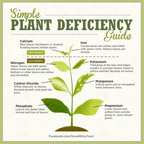 identifying plant nutrient deficiencies grow real food living  organic  gmo real food