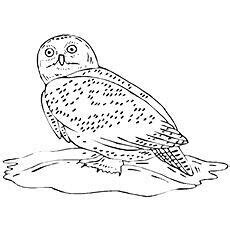 pin  susan carrell  owl sketches owl coloring pages coloring