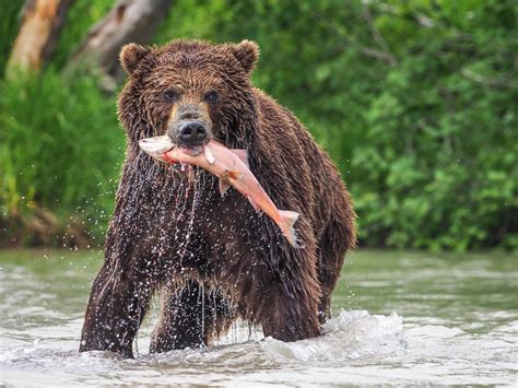 bear catching fish wallpapers high quality