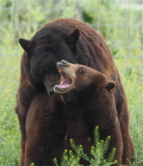 black bears mating 2016 06 12 130653 p6120474 brian eagar nature