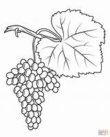 Grapes Anggur Weintrauben Mewarnai Kolorowanki Ausmalbild Vitigno Fiano Daun Vines Kleurplaat Winogrona Uva Trauben Ausdrucken Druku sketch template