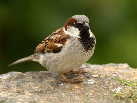 house sparrow nesting habits behaviour saga