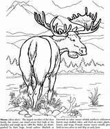 Coloring Pages Moose Nature Books Book sketch template