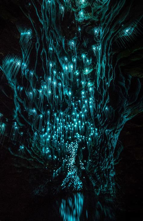 glowworms  natural light installations   zealands caves  images glow worm