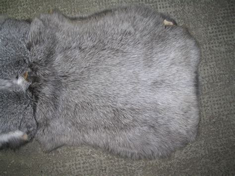 filerabbit fur skin type dark silverjpg wikimedia commons