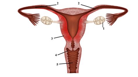 reproductive system human reproductive organs and its functions