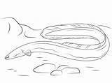 Eel Coloring Pages American Eels Drawing Animals Sea Printable Fish Ocean Categories Getdrawings sketch template