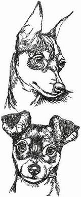 Pinscher Colorir Pincher Desenhos Zwergpinscher Cachorros Perro Miniatura Animal sketch template