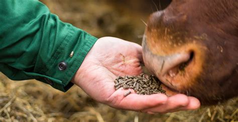 animal feed  nutrition
