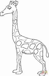 Giraffe Coloring Jirafa Supercoloring Kleurplaat Printen sketch template
