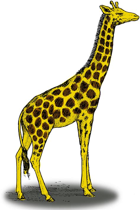 clipart colored giraffe