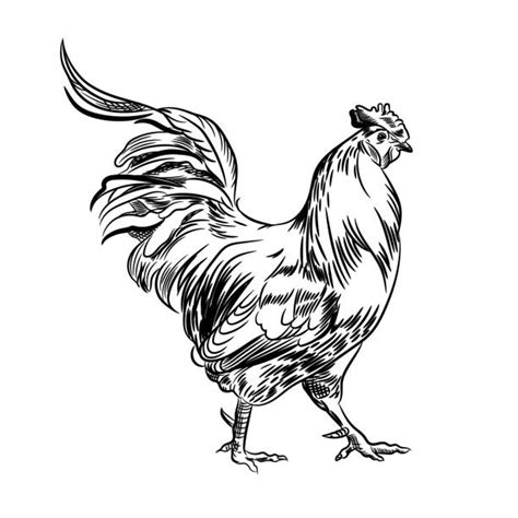 cock and hen drawings illustrations royalty free vector graphics