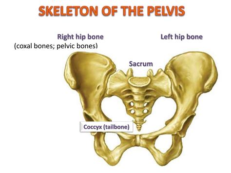 Ppt Introduction To Regional Anatomy Powerpoint