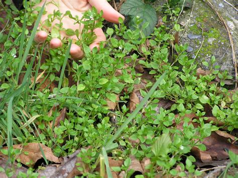 how to find edible weeds a life unprocessed