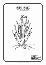 Coloring Pages Crocus Cool Flowers sketch template