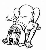 Bloodhound Drawing Illustrations Clip Dog Clipartmag Vector Illustration Top sketch template