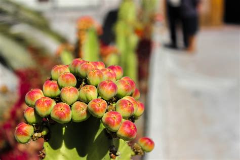 colourfull cactus colorful flowers flourish wallpapers hd desktop