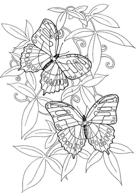butterfly coloring pages  printable butterfly coloring page porn