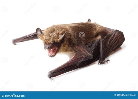 bat isolated  white stock image image  mammal flying