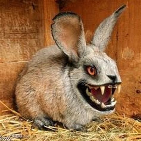 fluffy bunny youtube