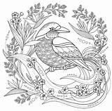 Oiseaux Oiseau Coloriages Floraux Elements Adultes sketch template