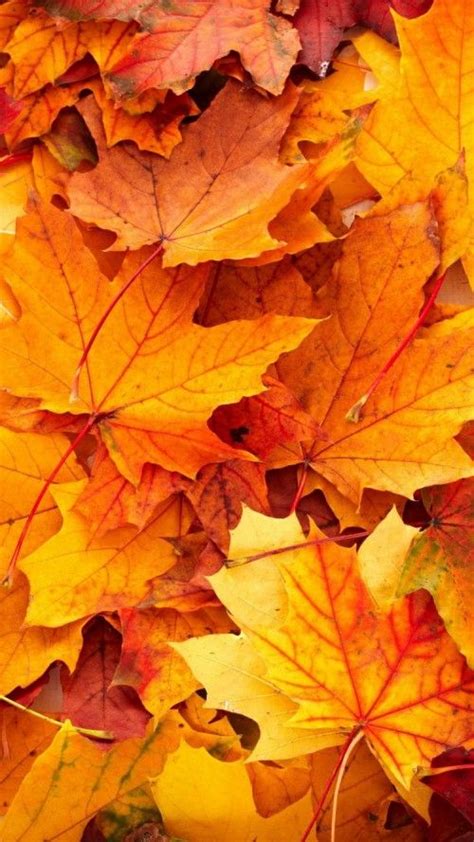 best wallpapers for iphone 6 with high resolution fall pictures in 2019 autumn leaves