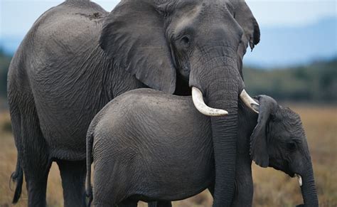 trump backtracks  elephant trophy ban    stopped focusing  wildlife