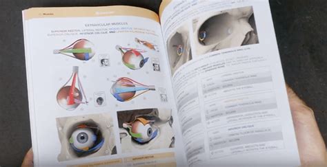 中身をパラパラ確認出来ます！スカルプターのための美術解剖学 2 表情編が発売決定！ 3dcg最新情報サイト modeling happy