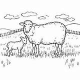 Sheep Coloring Pages Momjunction Printable Flo Toddler Funny Will sketch template